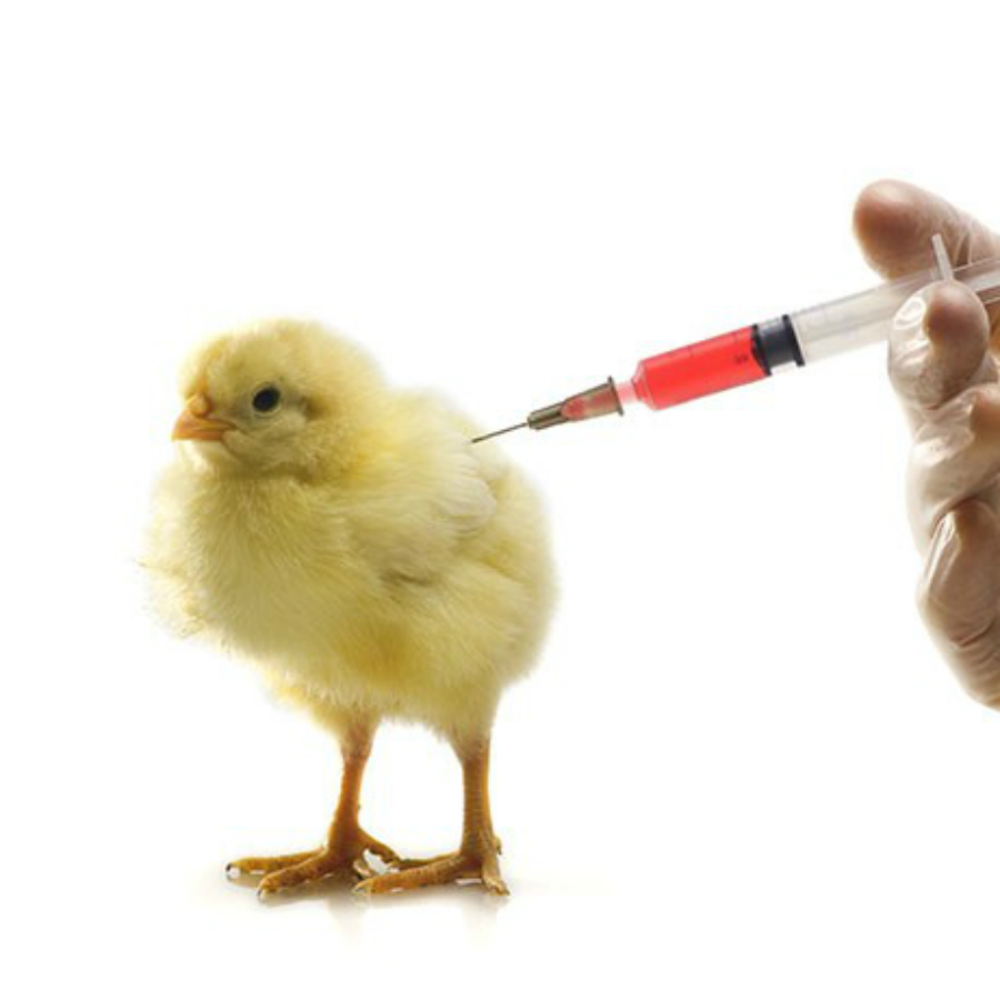 Tiêm Vaccine Cho Gà Vào Thời Gian Nào Thì Hiệu Quả? 1